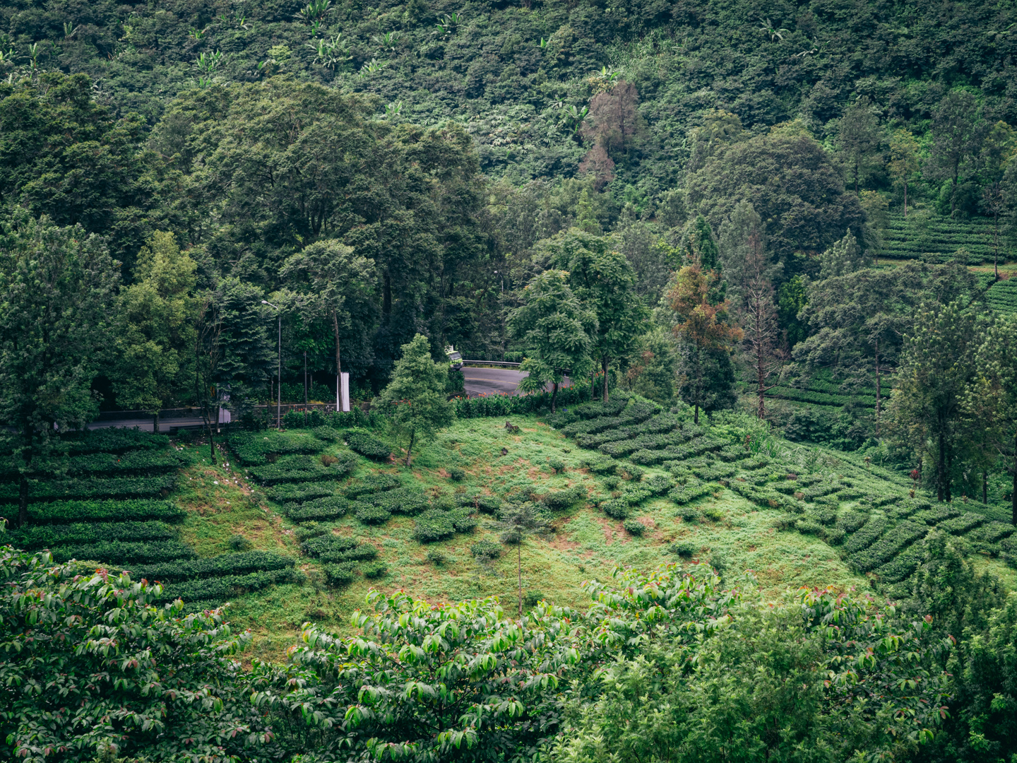 mujiono cycling caps